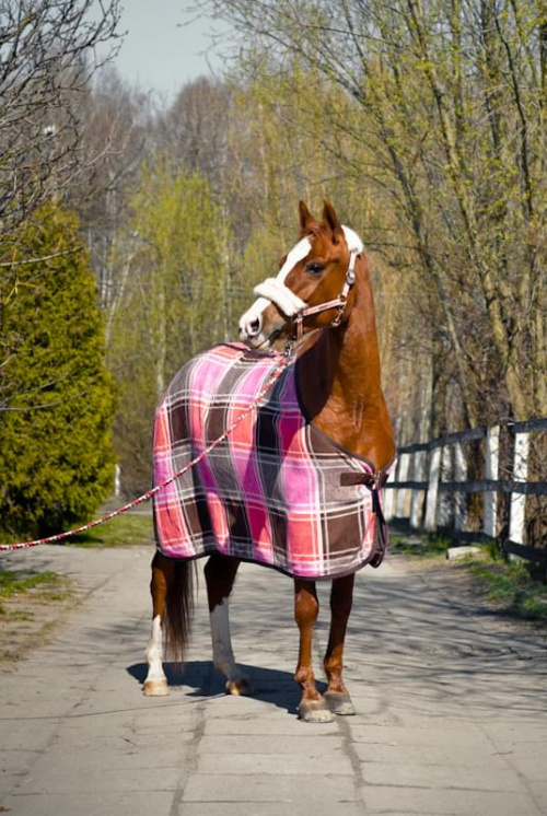 Obrazek