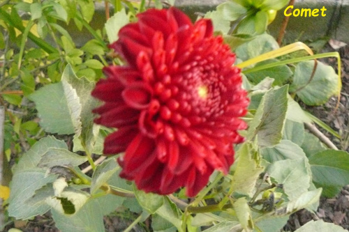 Obrazek