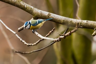 Zieba-Modraszka #wiewiorki #ogrody #zima #natura #zwierzeta #alicjaszrednicka