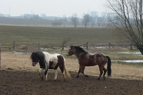 Obrazek