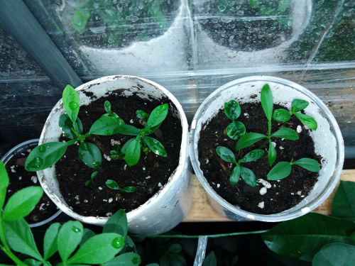Reale x N1tri hybrid seedlings; all proved weak