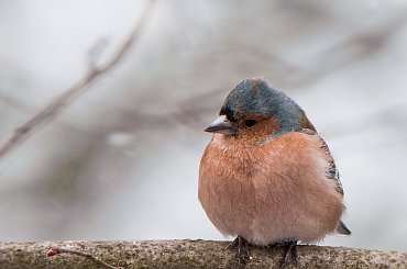 Grubszego jeszcze nie widzialam:)) #ptaki #ogrody #alicjaszrednicka #natura #przyroda