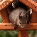 Wiewiórki tez ciagle nie tylko na orzechy przybiegaja :) Stoja dwa karmniki,ale upodobaly sobie tylko ten:)) albo w drugim ,jeszcze zadnej nie spotkalam :))W dodatku ten jest mniejszy od drugiego:)#Wiewiórki #natura #przyroda #ogrody