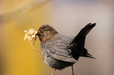 Idzie Wiosna dużymi krokami ,bo ptaki budują gniazda.Pani Kos też wzięła się do pracy:- #wiosna #ptaki #Kos #samiczka #natura #przyroda