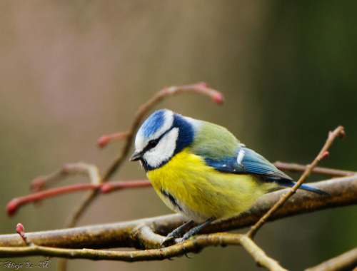Modraszka- #ptaki #ogrody #natura #przyroda #modraszki #drozdy #dzwoniec