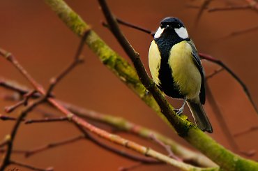 wiosna,ptaki spiewaja,drtzewach drzewa listki wypuszczaja.. #zwierzeta #ptaki #wiewiorki #przyroda #natura