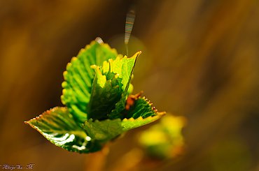 Listki Hortensji w kolorowo lśniącej ślinie pająków :) ,- wiosna2018-ogrody #krzewy #natura #przyroda