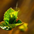 Listki Hortensji w kolorowo lśniącej ślinie pająków :) ,- wiosna2018-ogrody #krzewy #natura #przyroda