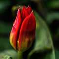 Tulipany niektore w pelni rozwitniety ,a niektore dopiero paki maja.. #kwiaty #tulipany #ogrody #natura #przyroda