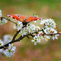 Motyl Pawie oczko,(Rusałka,pawik), na kwiatach Glogu,- #Pawieoczko #motyle #krzewy #glogi -kwiaty #wiosna #natura #przyroda