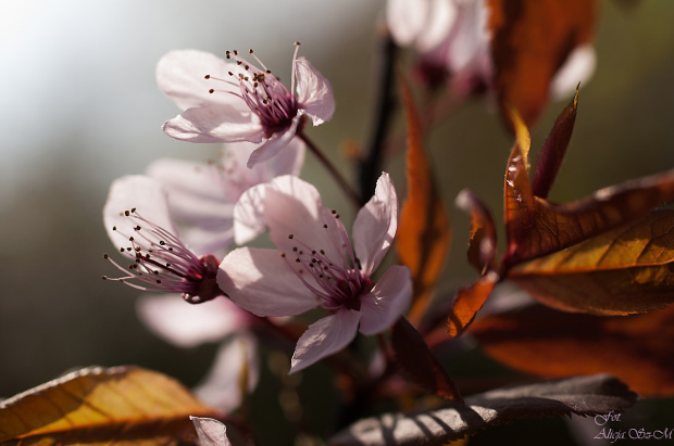 Śliwa wiśniowa czerwonolistna,-..#kwiaty #natura #przyroda #ogrody #macro