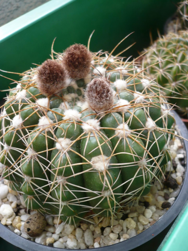 Notocactus uebelmannianus f. flaviflorus