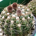 Notocactus uebelmannianus f. flaviflorus