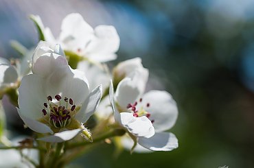 Kwiaty jablonil,- #kwiaty #drzewa #grusze #jablonie #magnolie