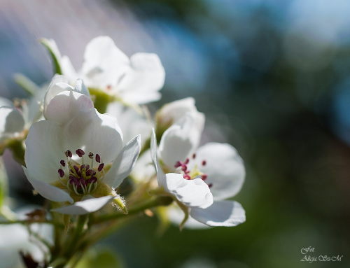 Kwiaty jablonil,- #kwiaty #drzewa #grusze #jablonie #magnolie