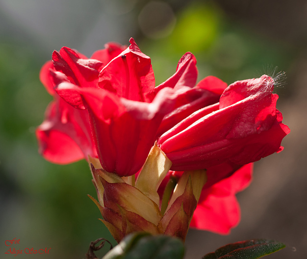Różanecznik ,Rhododendron czerwony,- #kwiaty #ogrody #przyroda #natura