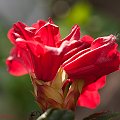 Różanecznik ,Rhododendron czerwony,- #kwiaty #ogrody #przyroda #natura