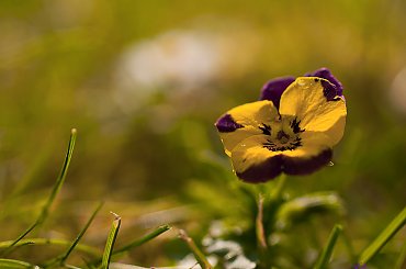 fiolek polny, dziki bratek, fiolek drobnokwiatowy,-wyrosly same w tym roku na trawniku:).- #bratki #kwiaty #fiolek #polny #dzikibratek #fiolek #drobnokwiatowy