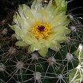 Notocactus uebelmannianus f. flaviflorus