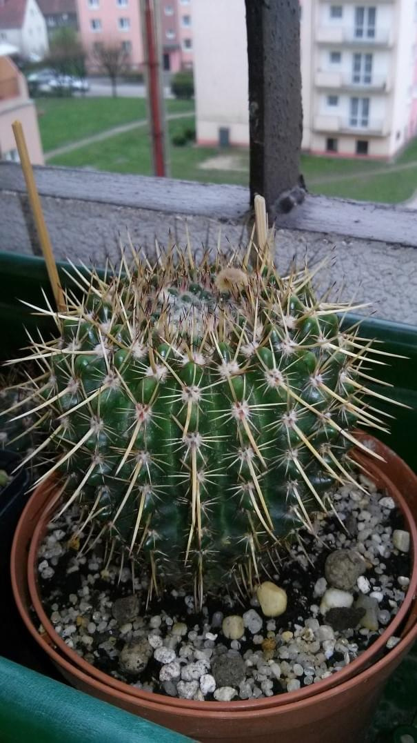 Notocactus submammulosus