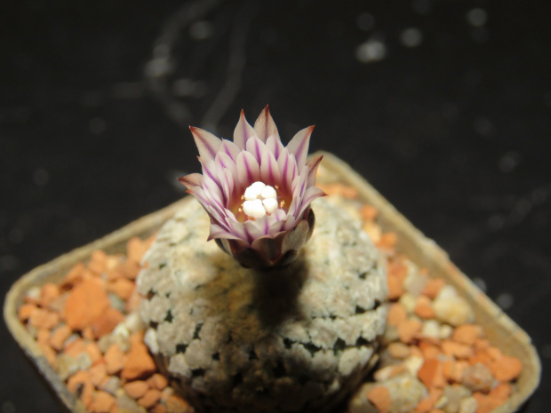 Pelecyphora valdeziana