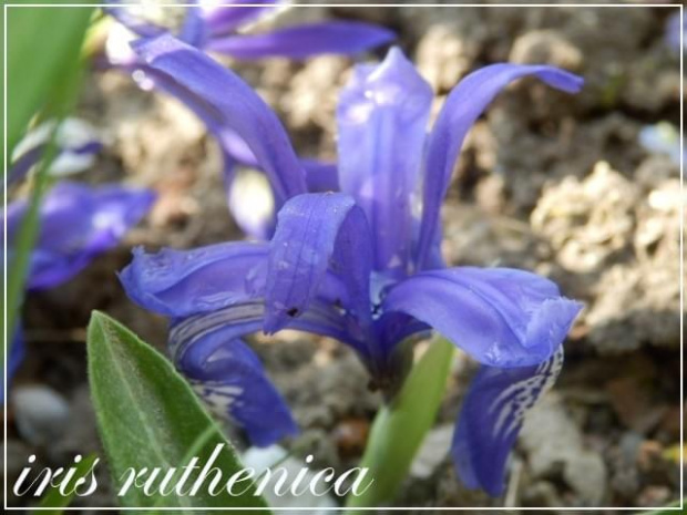iris ruthenica