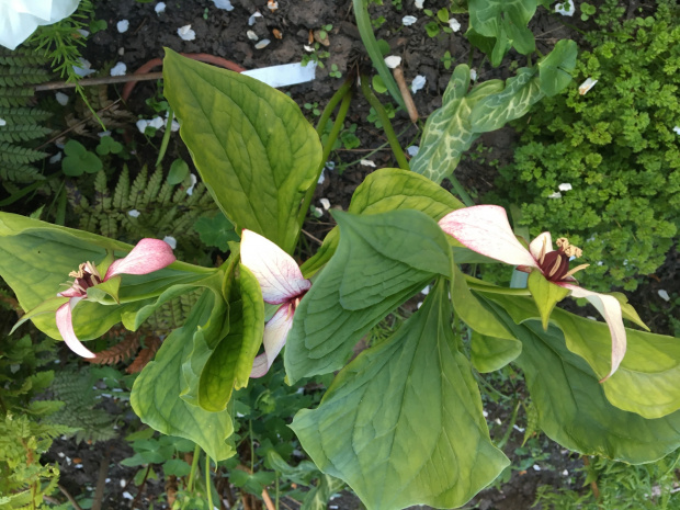 Trillium