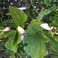 Trillium