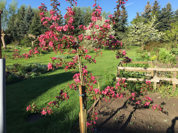 Malus ‚Ola’