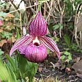 Cypripedium tibeticum