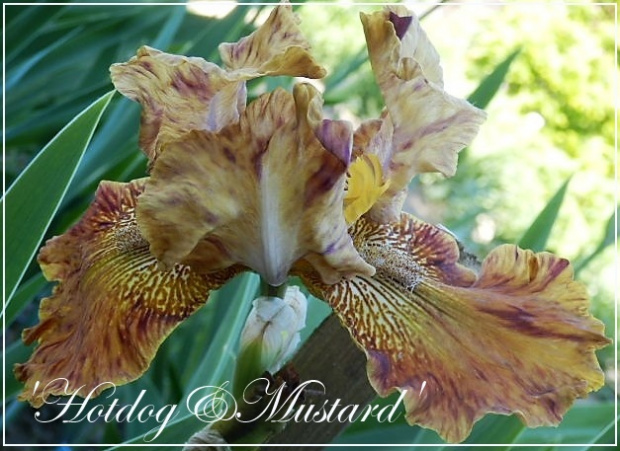 iris 'hotdog&mustard'