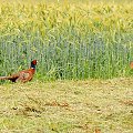 Bazant dziko zyjacy niedaleko gospodarstw,, #bazanty #NRW #natura #przyroda #ptaki #alicjaszrednicka