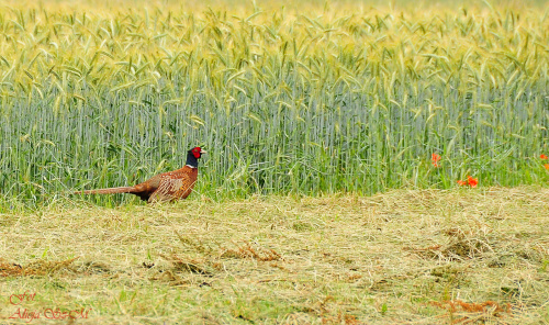 Bazant dziko zyjacy niedaleko gospodarstw,, #bazanty #NRW #natura #przyroda #ptaki #alicjaszrednicka