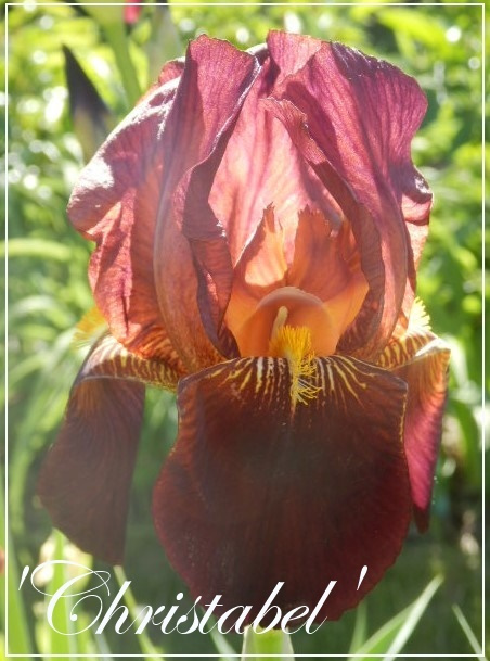 iris 'christabel'