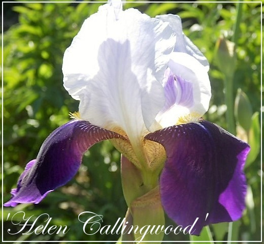 iris 'helen callingwood'