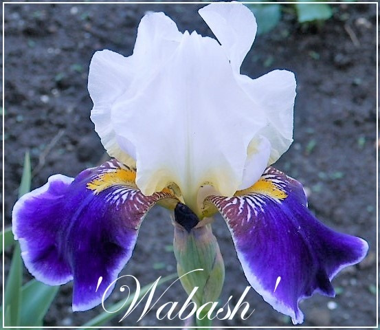 iris 'wabash'