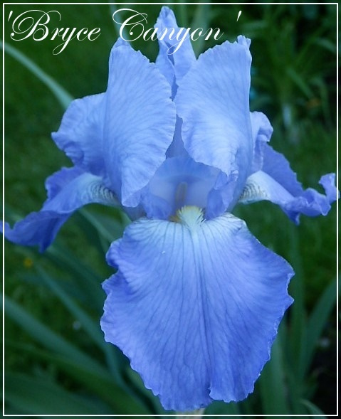 iris 'bryce canyon'
