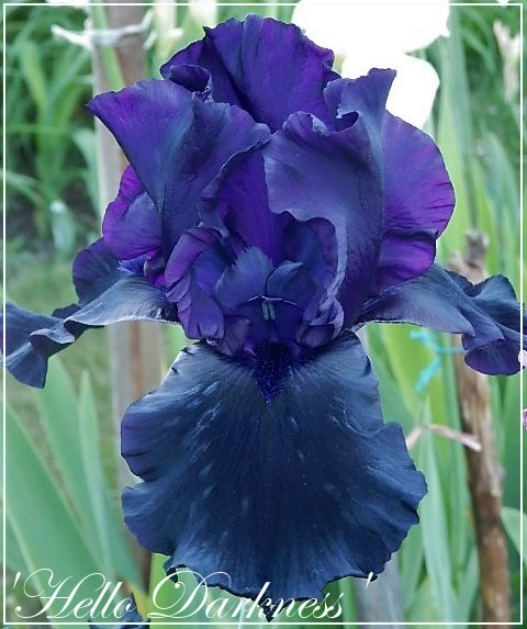 iris 'hello darkness'