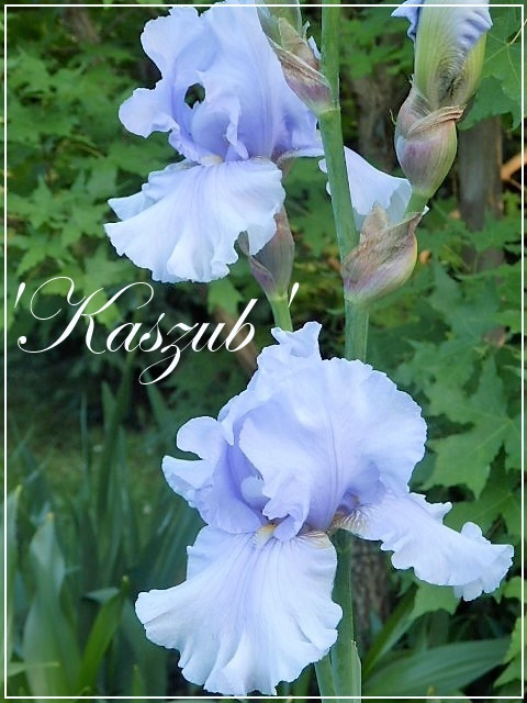 iris 'kaszub'