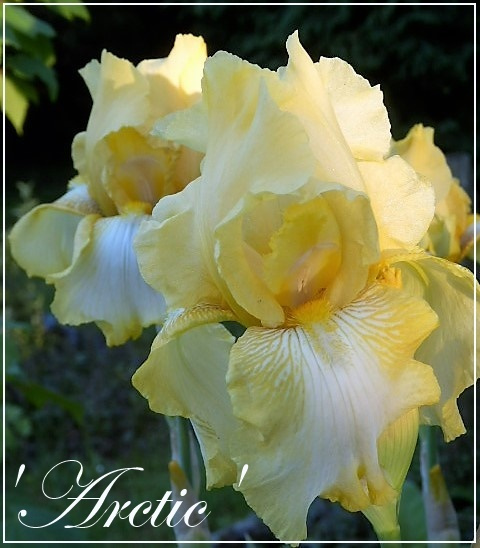 iris 'arctic'