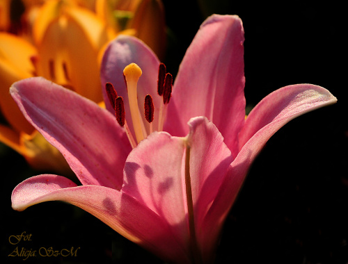 Lilie w moim ogrodzie-. #kwiaty #lile #ogroy #przyroda #flora #alicjaszrednicka #macro