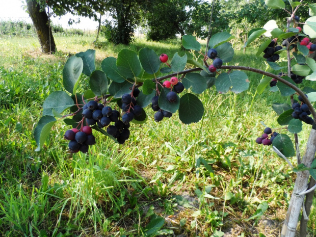 Świdośliwa Olcholistna 19.06.2018