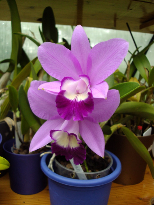 Cattleya