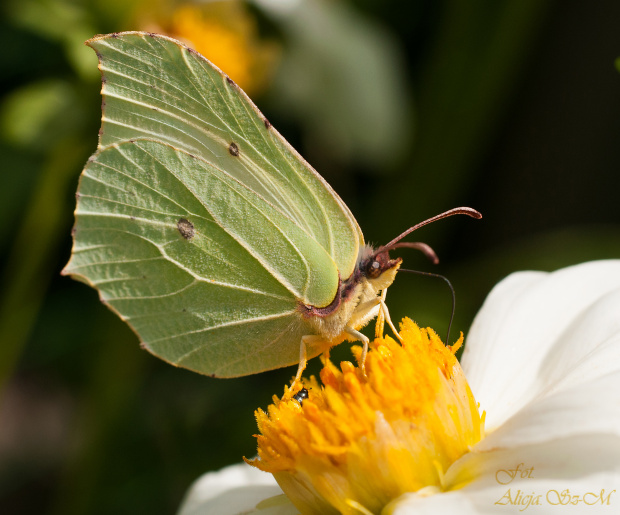 Cytrynek.- #motyle #cytrynek #ogrody #lato #przyroda alicjaszrednicka-mondritzki