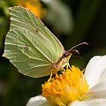 Cytrynek.- #motyle #cytrynek #ogrody #lato #przyroda alicjaszrednicka-mondritzki