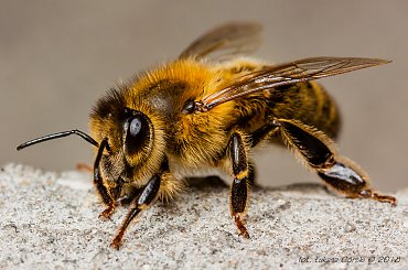 pszczoła #pszczoła #makro #owady