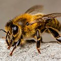 pszczoła #pszczoła #makro #owady