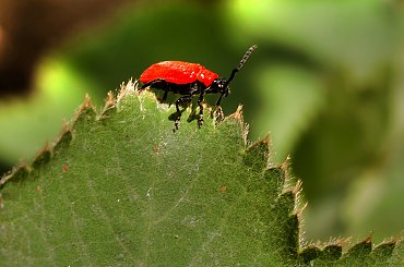 Insekt wygryzajacy dziry w lisciach Lilii...paskuda.. #insekty #ogrodowe #ogrody #kwiaty
