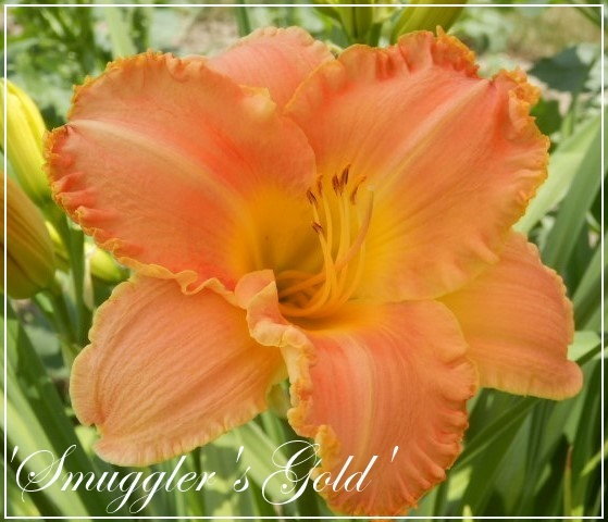 hem 'smugglers gold'