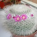 Mammillaria hahniana